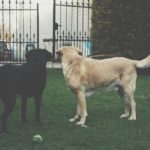 Convivencia con mascotas en las comunidades de vecinos LOMUG mascotas comunidad vecinos 150x150 - Convivencia con mascotas en las comunidades de vecinos