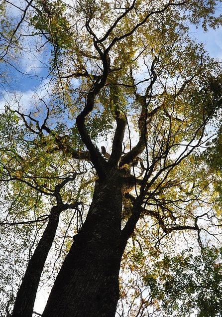 Árboles en zonas comunes Árboles en zonas comunes