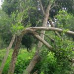 Árboles en zonas comunes ¿Qué responsabilidad tiene la comunidad? lomug caida arboles responsabilida 150x150 - Árboles en zonas comunes ¿Qué responsabilidad tiene la comunidad?