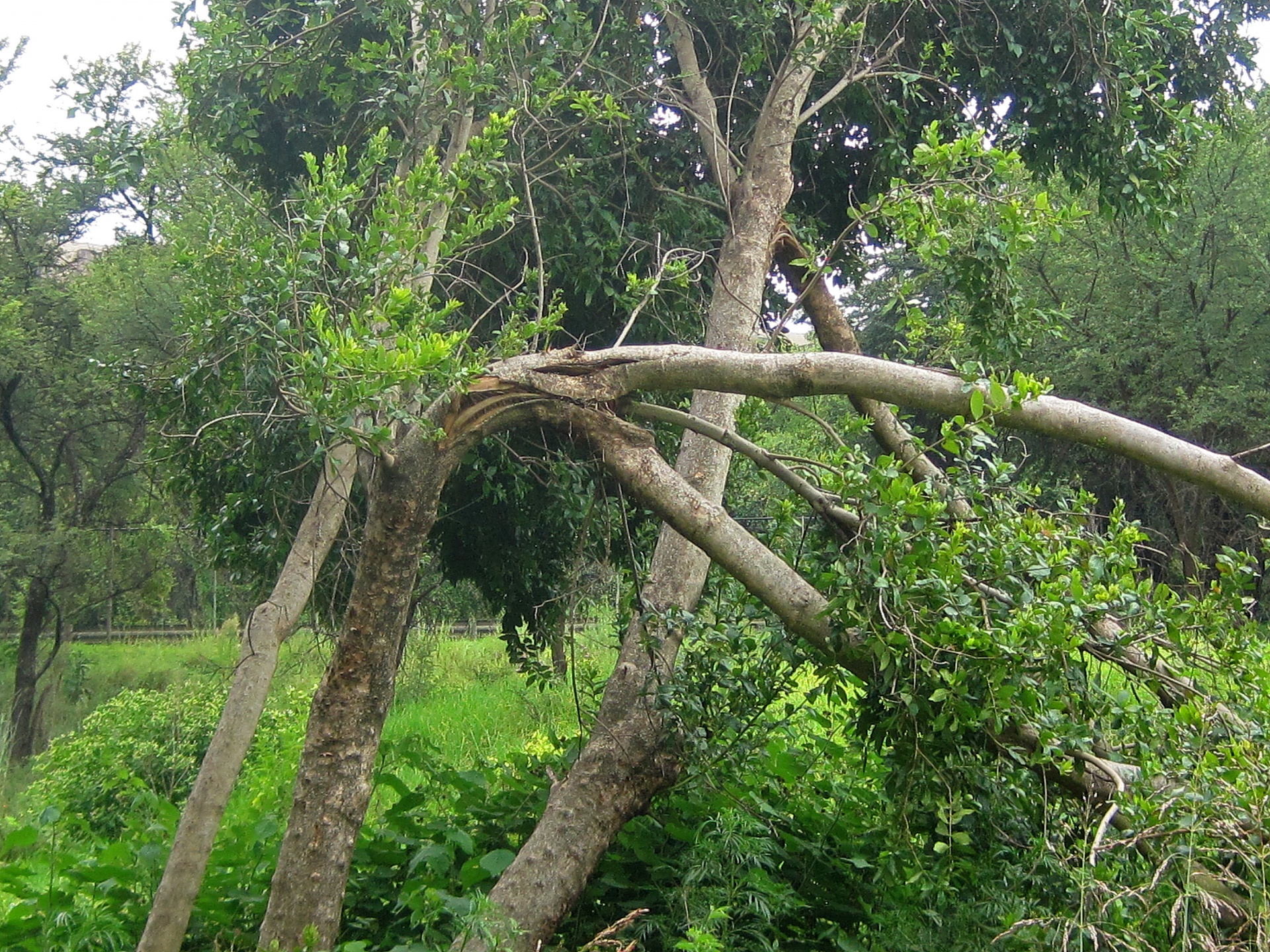 Árboles en zonas comunes ¿Qué responsabilidad tiene la comunidad? lomug caida arboles responsabilida - Árboles en zonas comunes ¿Qué responsabilidad tiene la comunidad?